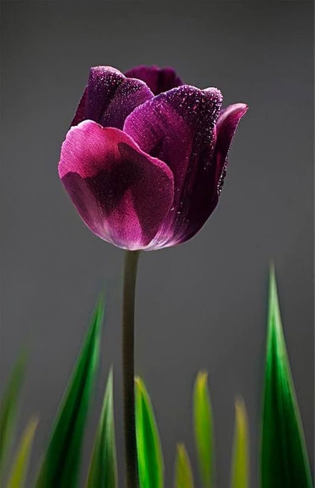 Violet Tulip Flower seeds for Planting - Wildflower Mix, Heirloom & GMO Free Seeds for Home Garden