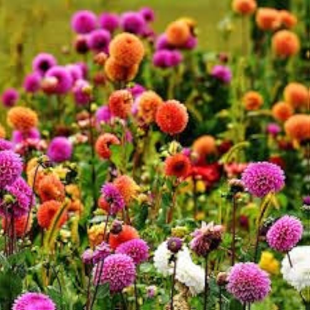 Perennial Flower seeds blooming in flower beds, containers, borders, and pollinator-friendly gardens