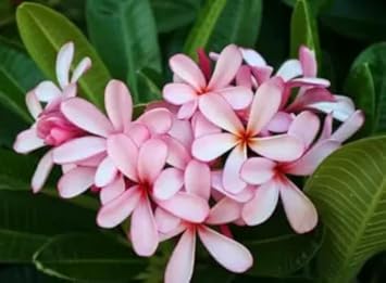 Light Pink Frangipani Flower seeds blooming in flower beds, containers, borders, and pollinator-friendly gardens