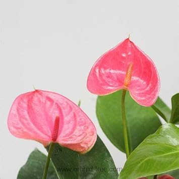 Anthurium Flower seeds for Planting - Wildflower Mix, Heirloom & GMO Free Seeds for Home Garden
Sale for planting in home garden.