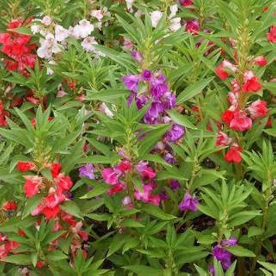 Impatiens Xtreme Violette Seeds for Planting Impatiens walleriana for flower beds and shaded gardens