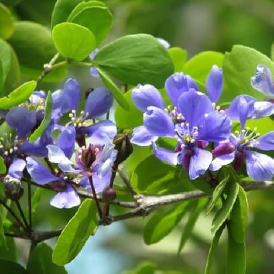 Blue Lignum Vitae Flower seeds for Planting - Wildflower Mix, Heirloom & GMO Free Seeds for Home Garden