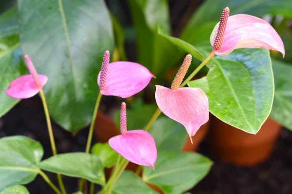 Anthurium Anthurium spp. Seeds for Planting - Great for Urban Garden & Flower Bed