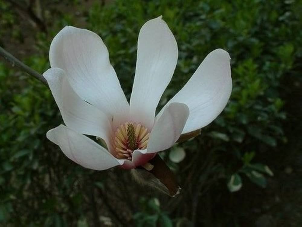 Magnolia Delavayi Chinese Evergreen Magnolia - Fragrant Flowers Seeds
