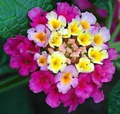 Feston Purple Yellow Rose Flower seeds blooming in flower beds, containers, borders, and pollinator-friendly gardens