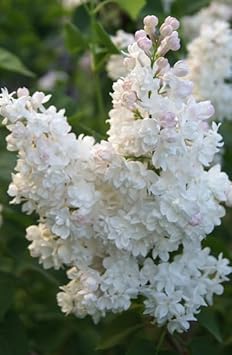 Lilac Flower seeds for Planting - Compact Growth, Heirloom & GMO Free Seeds for Home Garden
Sale seeds for home garden