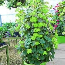 Green Climbing Geranium Flower Seeds for Planting, Heirloom Non-GMO Organic Garden Seeds
Sale seeds for home garden
