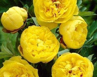 Yellow Peony Flower seeds for Planting - Bright Blooms, Heirloom & GMO Free Seeds for Home Garden
Sale seeds for home garden