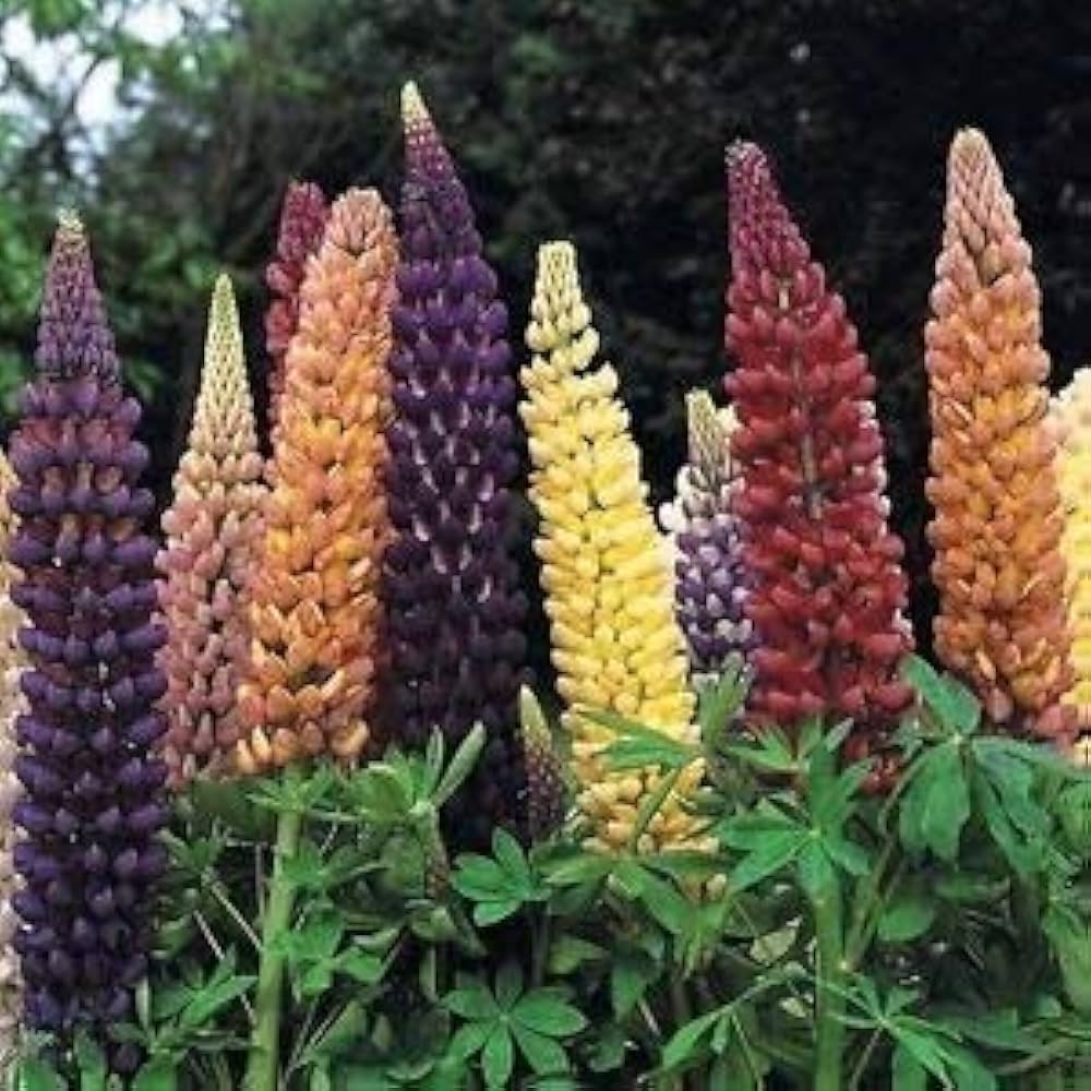 Lupine Seeds for Planting Lupinus Polyphyllus wildflower garden flower bed