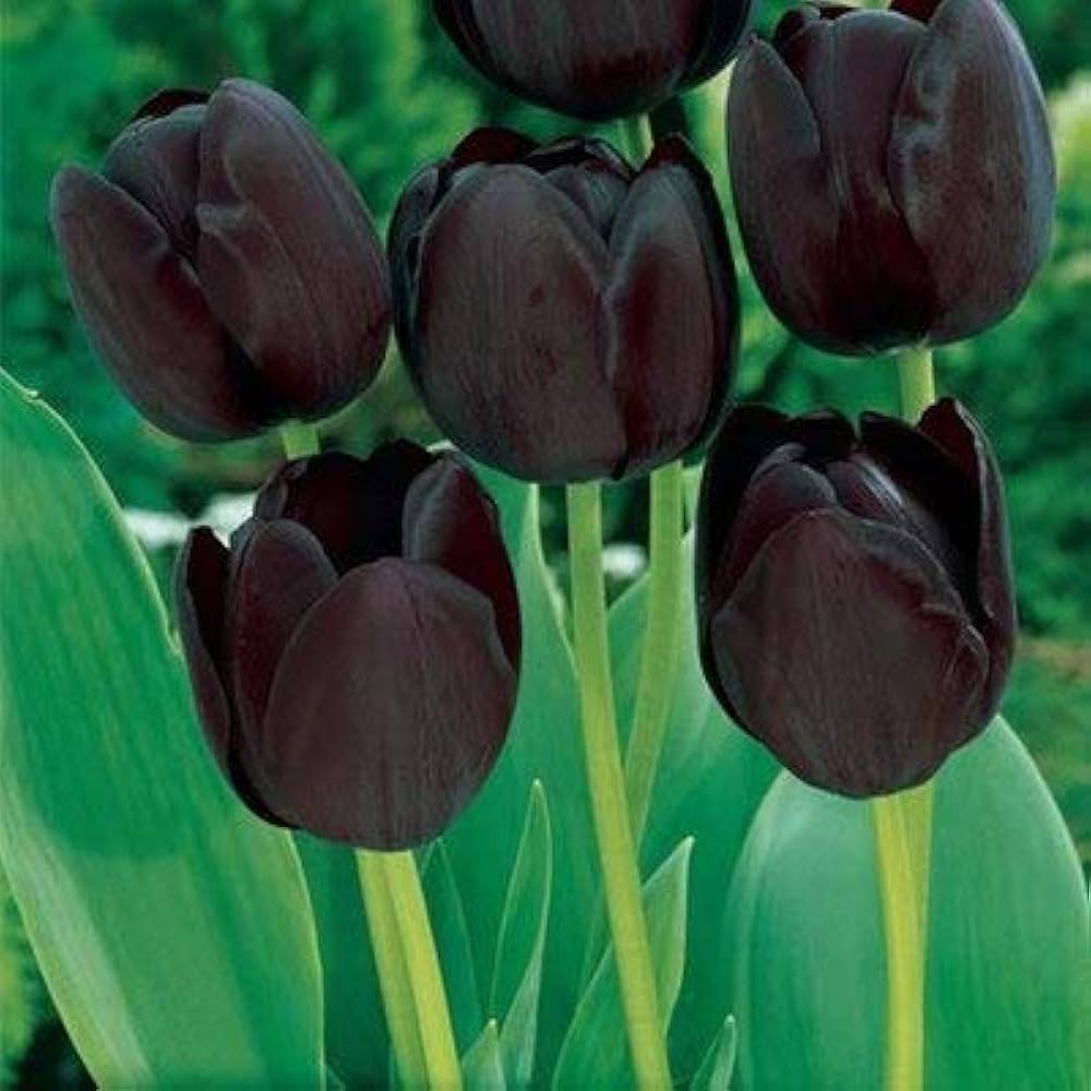 Double Tulip Tulipa spp. Seeds for Planting - Great for Flower Bed & Urban Garden