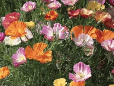 Ballerina Mix Poppy Seeds for Elegant, Colorful Poppy Flowers
