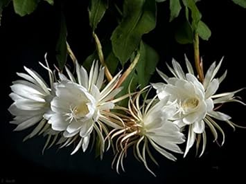 White Epiphyllum Oxypetalum Flower seeds for Planting - Wildflower Mix, Heirloom & GMO Free Seeds for Home Garden
Sale seeds for planting in home garden