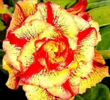Maroon Phalaenopsis Orchid Flower Seeds for Planting Premium Quality Heirloom & GMO Free Seeds for Home Garden
Sale for planting in home garden