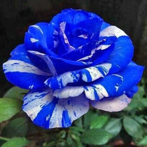 White (White Blue) seeds for planting in home garden