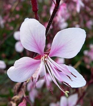 Pink Whirling Flower seeds blooming in flower beds, containers, borders, and pollinator-friendly gardens