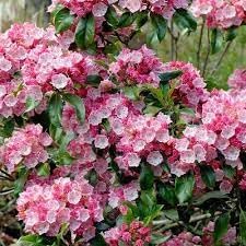 Heirloom Laurel Flower seeds blooming in flower beds, containers, borders, and pollinator-friendly gardens