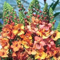 Mixed Phoeniceum Flower seeds blooming in flower beds, containers, borders, and pollinator-friendly gardens