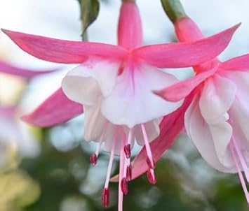 White Pink Fuchsia Flower Seeds Flower seeds for Planting Bright Blooms Heirloom & GMO Free Seeds for Home Garden
Sale for planting in home garden