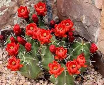 Claret Cup Hedgehog Cacti Flower seeds for Planting - Cut Flower Favorite, Heirloom & GMO Free Seeds for Home Garden
Sale seeds for home garden