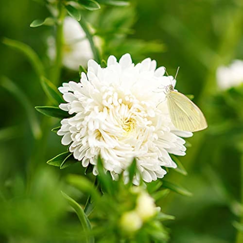 Colorful Sherbet Peony Paeonia Seeds for Planting - Great for Flower Bed & Home Garden