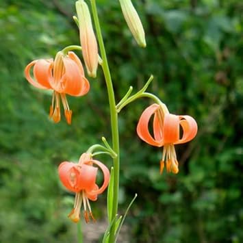 Lilium Martagon Flower seeds blooming in flower beds, containers, borders, and pollinator-friendly gardens