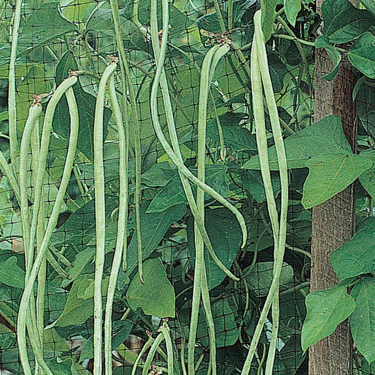 Green Asparagus Bean Seeds for Planting