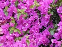 Bougainvillea Spectabilis Flower seeds for Planting - Pollinator Friendly, Heirloom & GMO Free Seeds for Home Garden
Sale seeds for home garden
