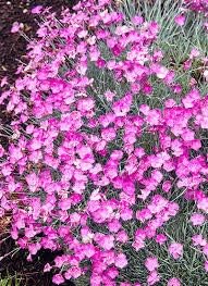 Lime Green Geranium Flower Seeds for Planting Pollinator Friendly Heirloom & GMO Free Seeds for Home Garden
Sale for planting in home garden