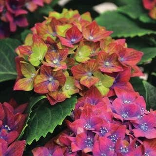 Green & Red Hydrangea Flower seeds blooming in flower beds, containers, borders, and pollinator-friendly gardens