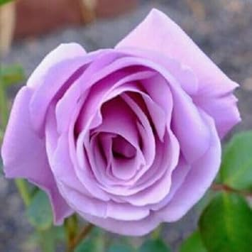 Rose Flower seeds for Planting Compact Growth Heirloom & GMO Free Seeds for Home Garden
Sale for planting in home garden