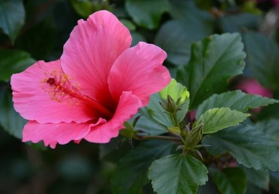 Hibiscus Amethyst Seeds for Planting Perennial Garden Tropical Yard