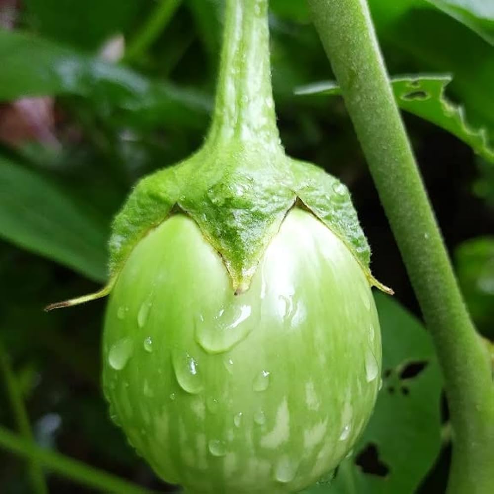 Epic Eggplant Seeds for Planting Solanum melongena for vegetable patch and home gardens