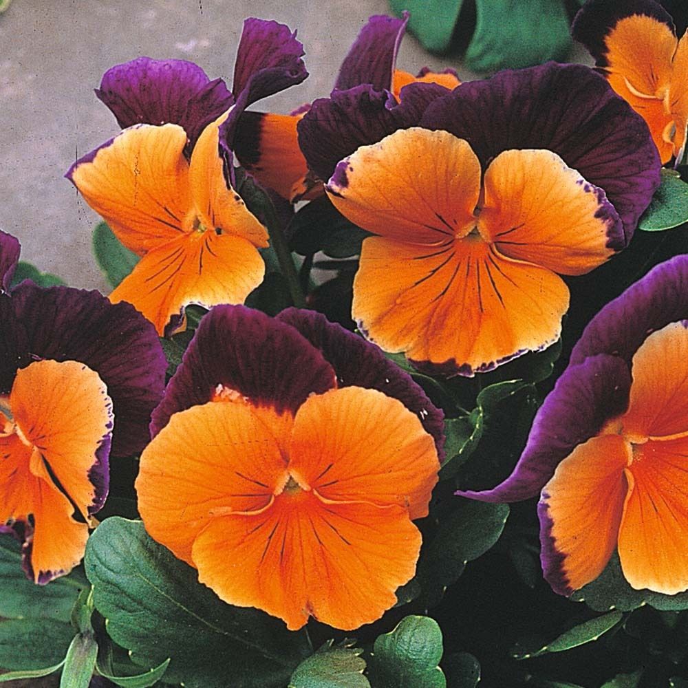Orange Violet Pansy Flower seeds blooming in flower beds, containers, borders, and pollinator-friendly gardens