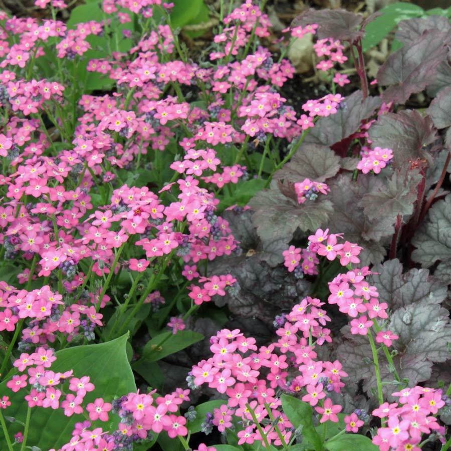 Myosotis (Myosotis Sylvatica) seeds for planting in home garden