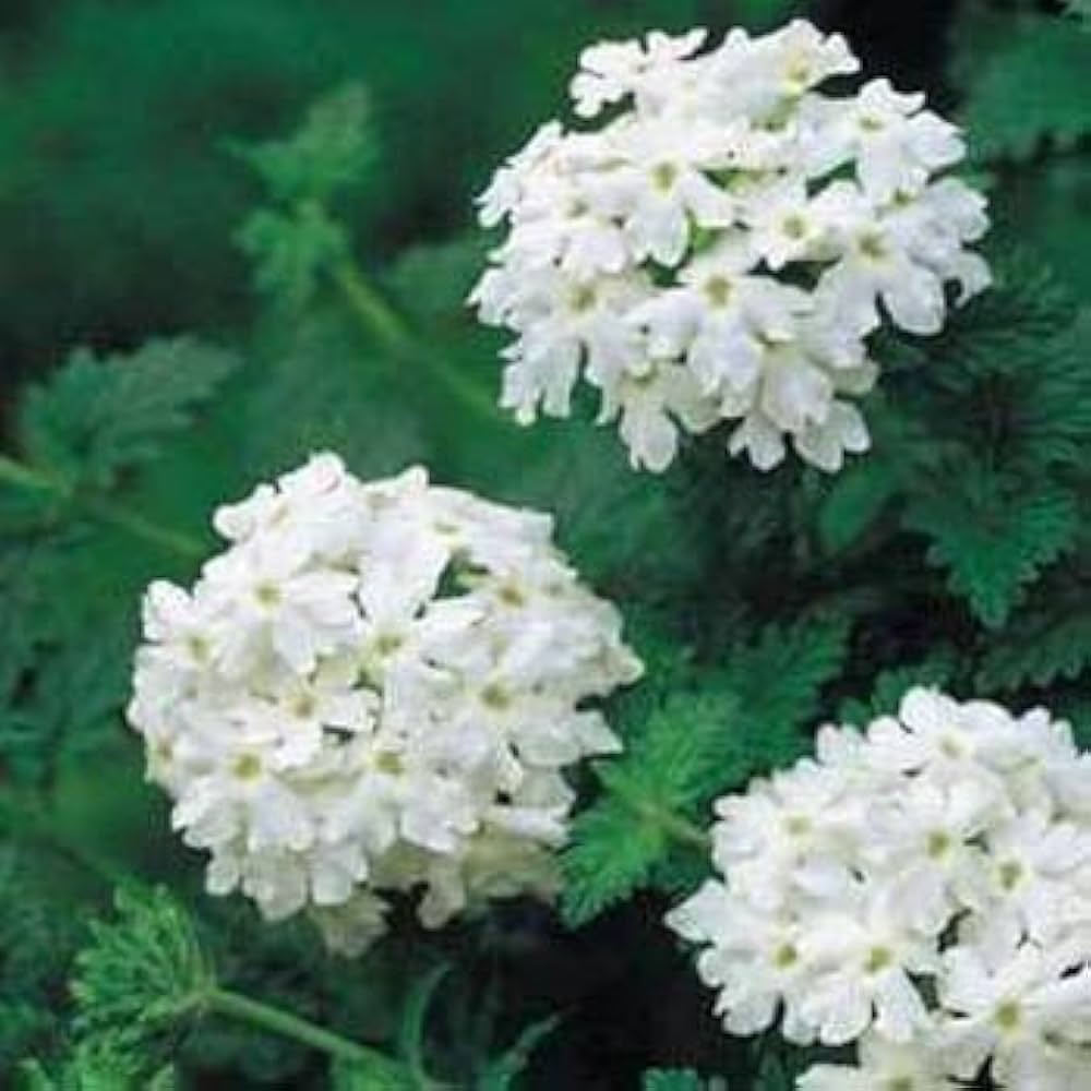 Verbena Hybrida Seeds for Planting - Great for Flower Bed & Urban Garden Heirloom Non-GMO Seeds