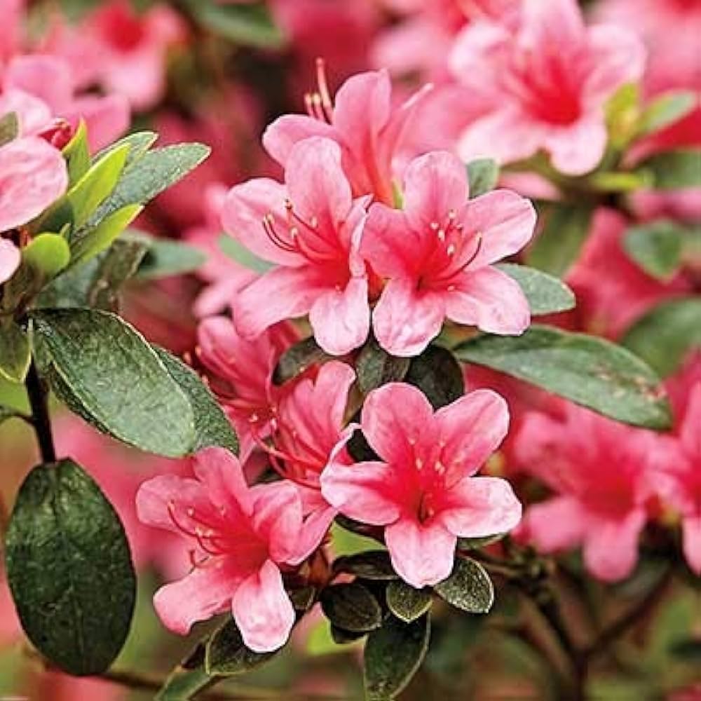 Azalea Pink Flower seeds for Planting - Garden Favorite, Heirloom & GMO Free Seeds for Home Garden
Sale for planting in home garden.