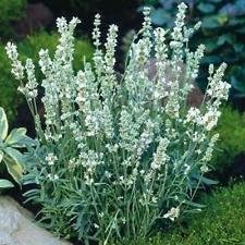 White Lavender Ellagance Flower seeds for Planting - Premium Quality, Heirloom & GMO Free Seeds for Home Garden
Sale seeds for home garden