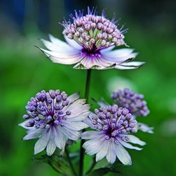 Blue Masterwort Flower seeds for Planting - Wildflower Mix, Heirloom & GMO Free Seeds for Home Garden
Sale seeds for home garden