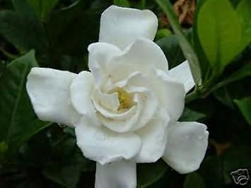 White Jasmine Flower seeds for Planting - Drought Tolerant, Heirloom & GMO Free Seeds for Home Garden
Sale for planting in home garden.