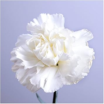 Violet Clematis Flower Seeds for Planting Sun Loving Heirloom & GMO Free Seeds for Home Garden
Sale for planting in home garden