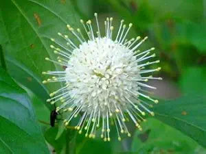 Knopf Bush for planting in home garden