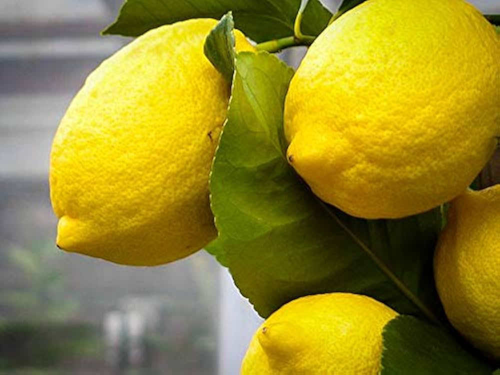 Eureka Lemon Tree Seeds for Planting Citrus limon for home orchards and container gardens