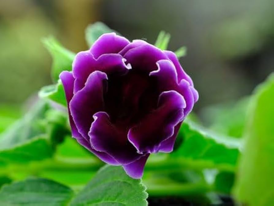 Pink Purple Gloxinia Flower seeds blooming in flower beds, containers, borders, and pollinator-friendly gardens