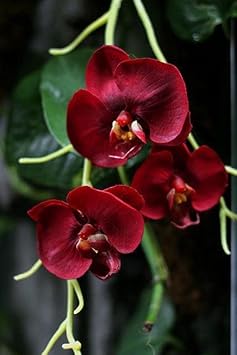 Maroon Phalaenopsis Orchid Flower seeds blooming in flower beds, containers, borders, and pollinator-friendly gardens