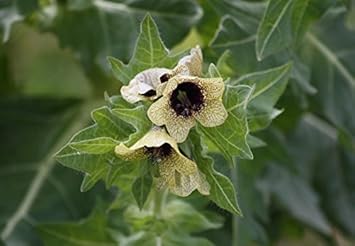 Cream Henbane Flower seeds for Planting - Vibrant Colors, Heirloom & GMO Free Seeds for Home Garden
Sale seeds for planting in home garden