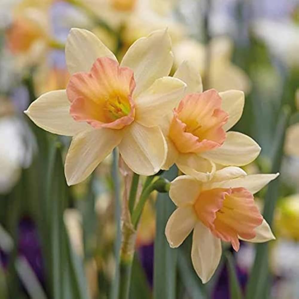 Light Yellow Red Double Petals Pink Daffodils Seeds for Planting Wildflower Mix Heirloom & GMO Free Seeds for Home Garden
Sale