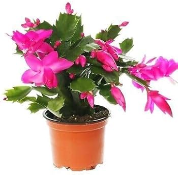 Violet Schlumbergera Seeds for Easy Planting