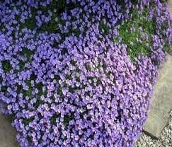 Aubrieta Cascade Flower seeds for Planting - Seasonal Bloomer, Heirloom & GMO Free Seeds for Home Garden
Sale seeds for home garden