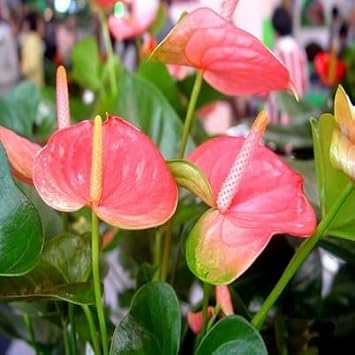 Pink Anthurium Seeds Flower seeds blooming in flower beds, containers, borders, and pollinator-friendly gardens
