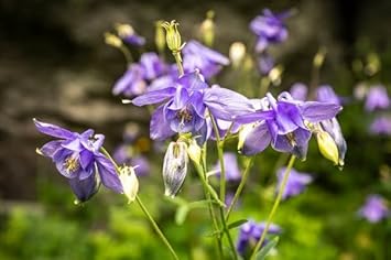 Pink Callistephus Flower Seeds blooming in flower beds, containers, borders, and pollinator-friendly gardens